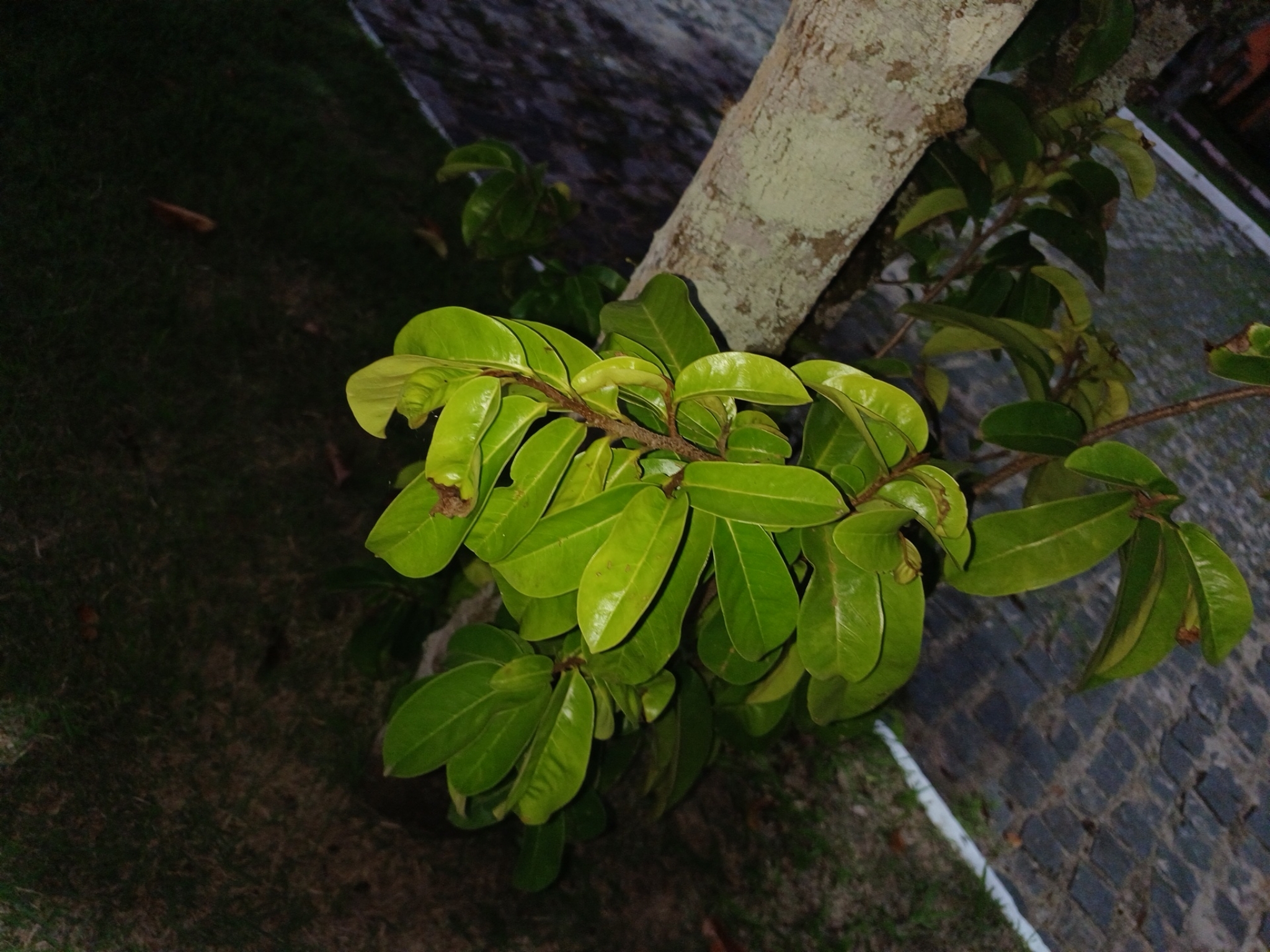 Annona muricata