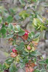 Diospyros scabrida