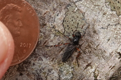 Bibio palliatus