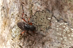 Bibio palliatus