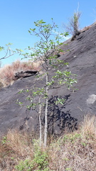 Morinda pubescens