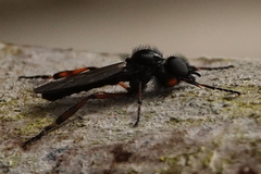 Bibio palliatus