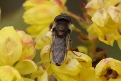 Platycheirus stegnus