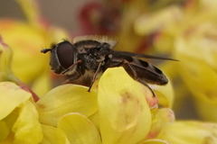 Platycheirus stegnus