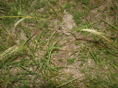 Nassella poeppigiana