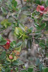 Diospyros scabrida