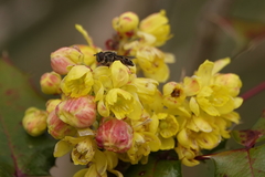 Platycheirus stegnus