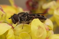 Platycheirus stegnus