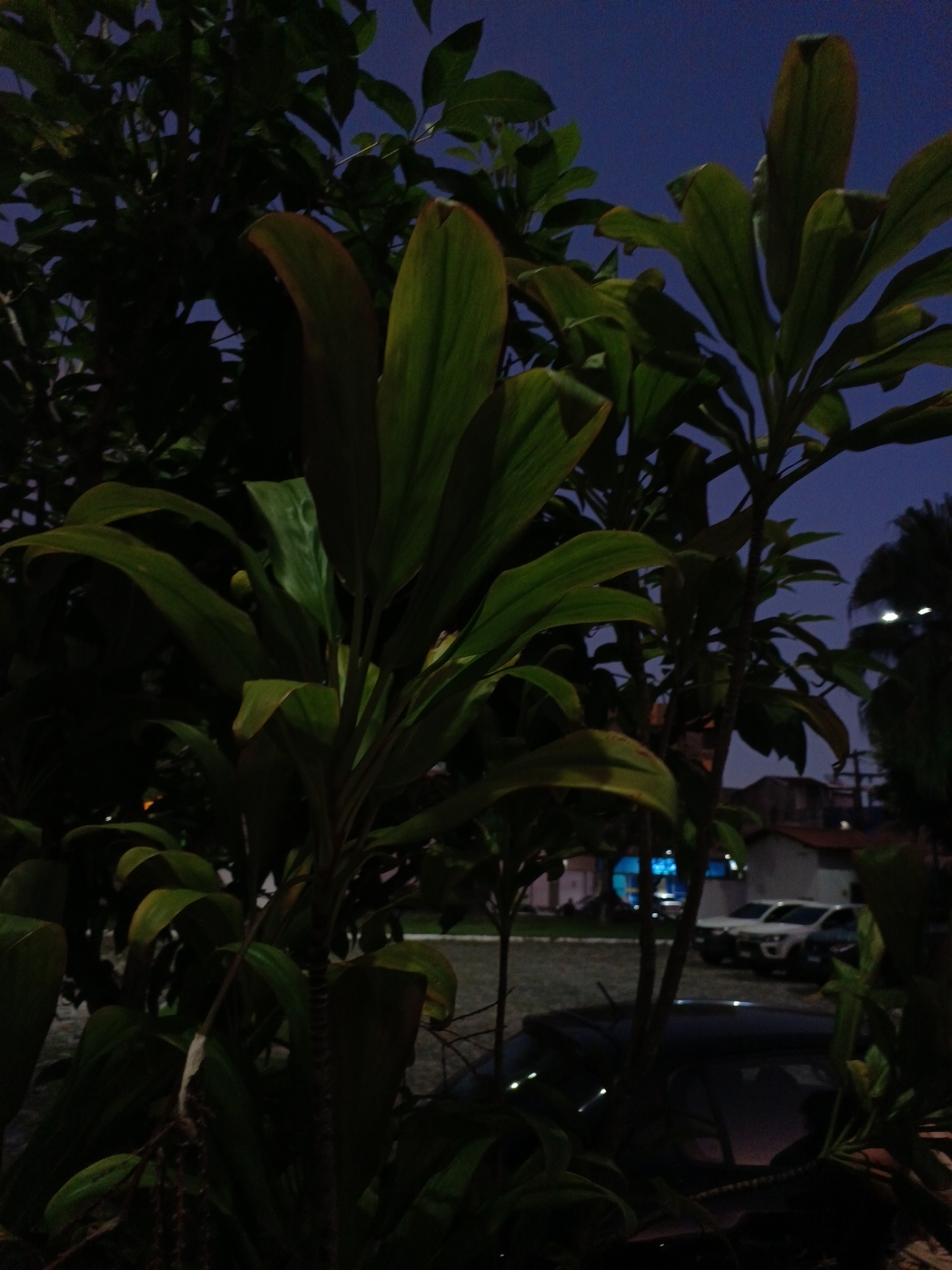 Cordyline fruticosa