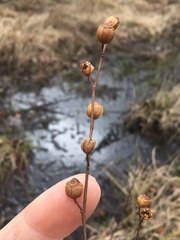 Ludwigia alternifolia