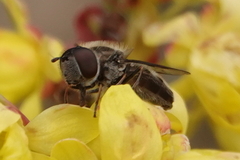 Platycheirus stegnus