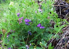 Vicia uralensis