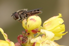 Platycheirus stegnus