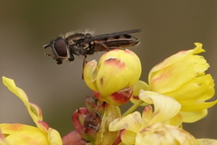 Platycheirus stegnus