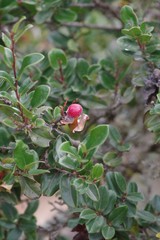 Diospyros scabrida