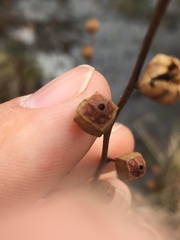 Ludwigia alternifolia