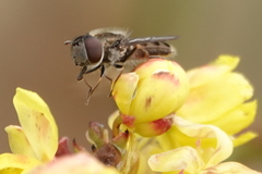 Platycheirus stegnus