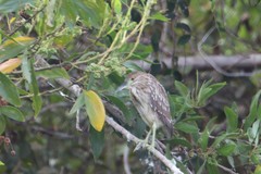 Nycticorax nycticorax