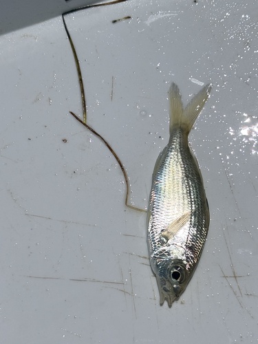 Flagfin Mojarra
