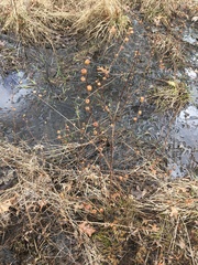 Ludwigia alternifolia