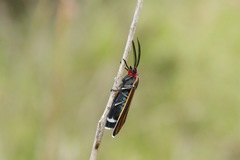 Ctenucha venosa