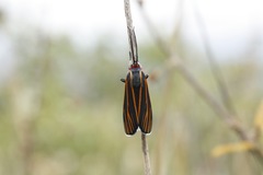 Ctenucha venosa