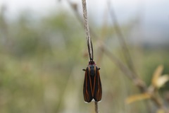 Ctenucha venosa