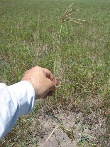 Argentine fingergrass (Eustachys retusa)