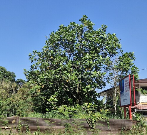 Artocarpus odoratissimus observed 2026-04-26