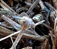 Coleoptera