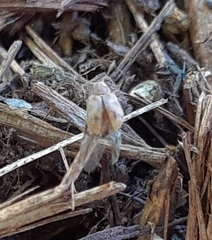 Coleoptera