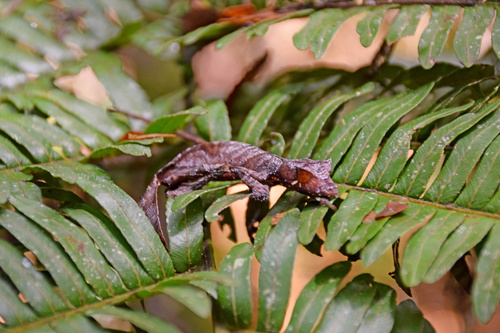 Satanic Leaf-tailed Gecko