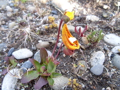 Calceolaria uniflora