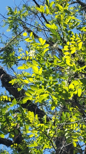 iNaturalist observation photo of black locust