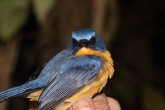 Cyornis