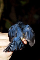 Cyornis