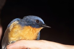 Cyornis