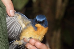 Cyornis