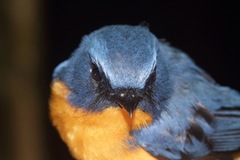 Cyornis