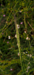 Aegilops sharonensis