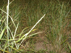 Elymus scabrifolius