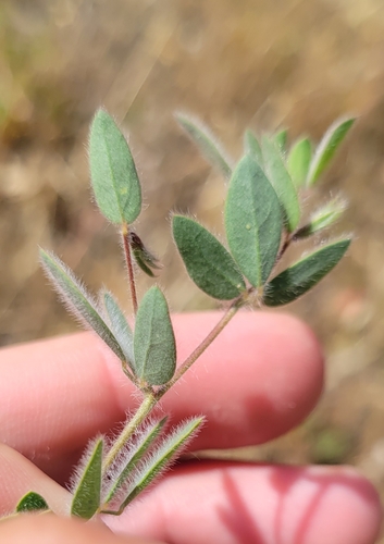 iNaturalist observation photo of Spanish clover