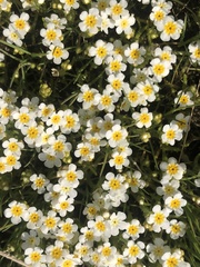 Plagiobothrys collinus californicus