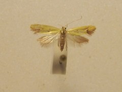 Gymnobathra flavidella