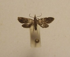 Isonomeutis amauropa