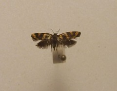 Tingena chrysogramma