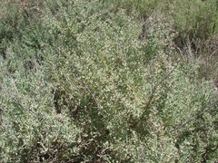 Atriplex undulata
