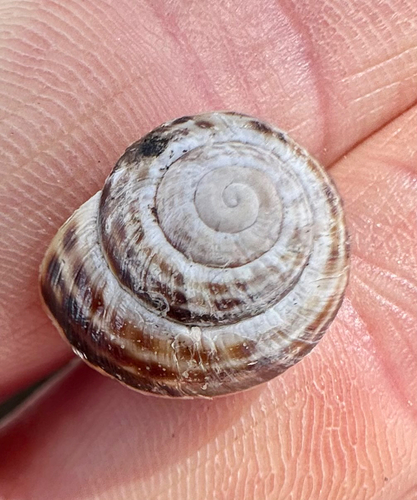 Macularia sylvatica