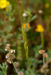 Aegilops sharonensis