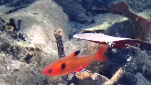Blood characin (Hyphessobrycon eques) — Characidae